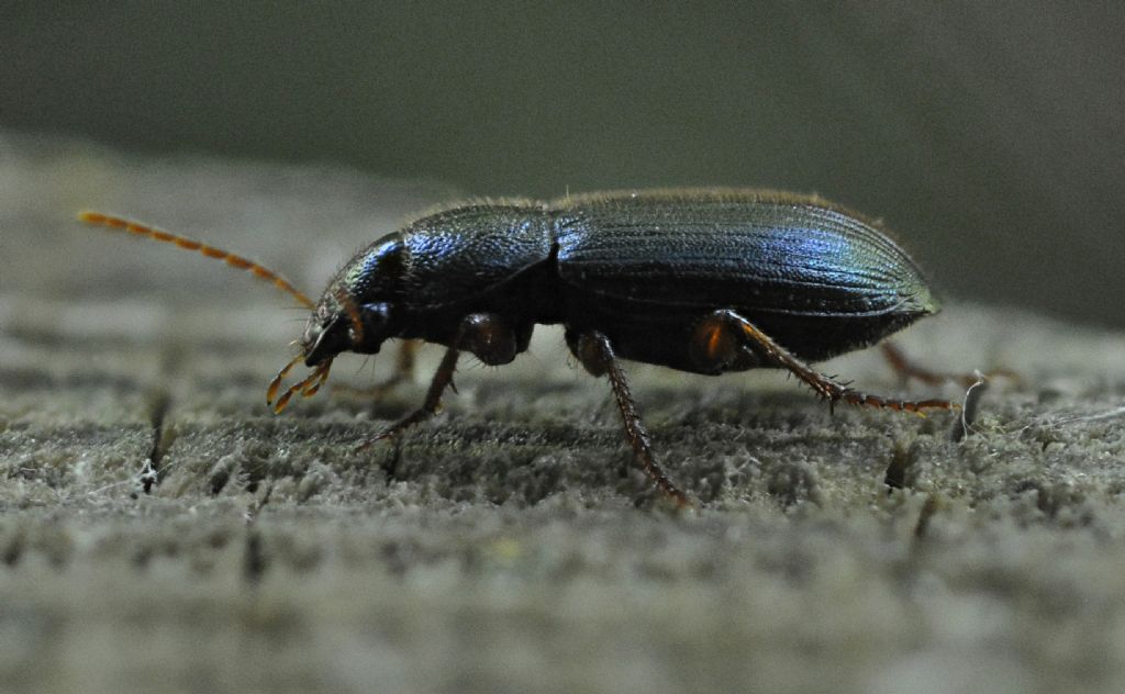Carabidae 